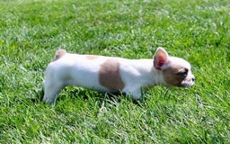 French Bulldog dogs for sale: Wendy - Image 4