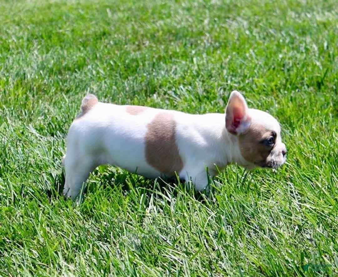 French Bulldog dogs for sale: Wendy - Image 4