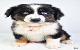 Miniature Australian Shepherd dogs for sale: Jody - Image 4