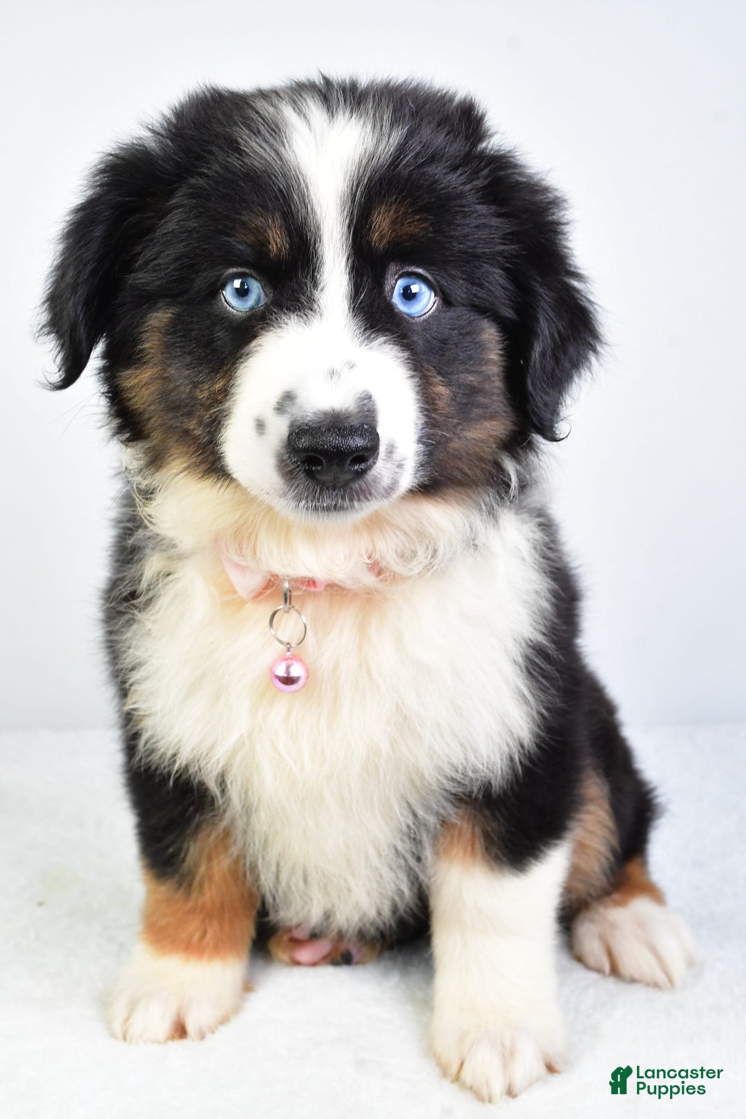 Miniature Australian Shepherd dogs for sale: Jody - Image 4