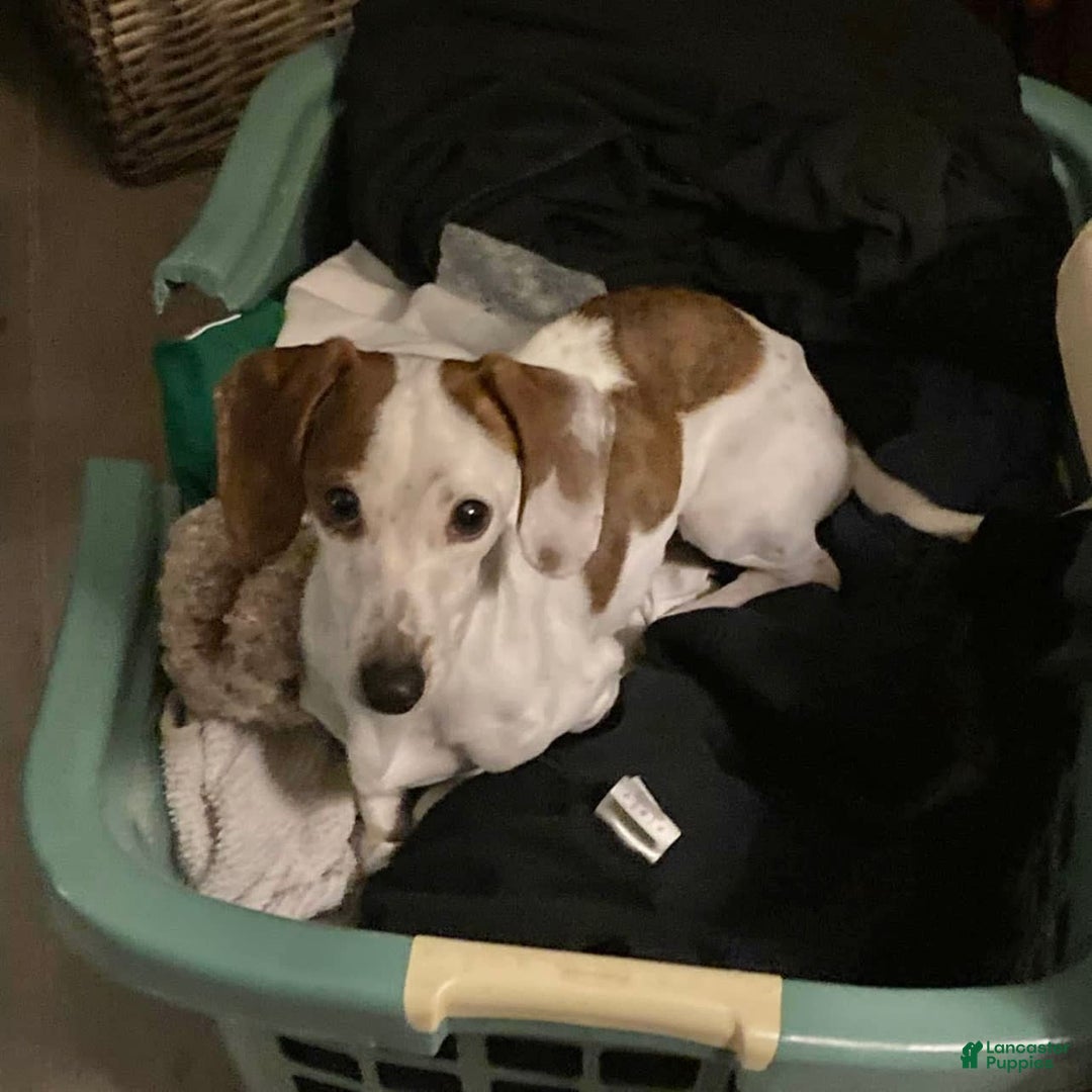Dachshund dogs for sale: Bobo - Image 3