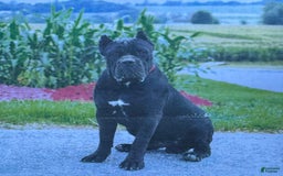Cane Corso dogs for sale: Rebecca - Image 6