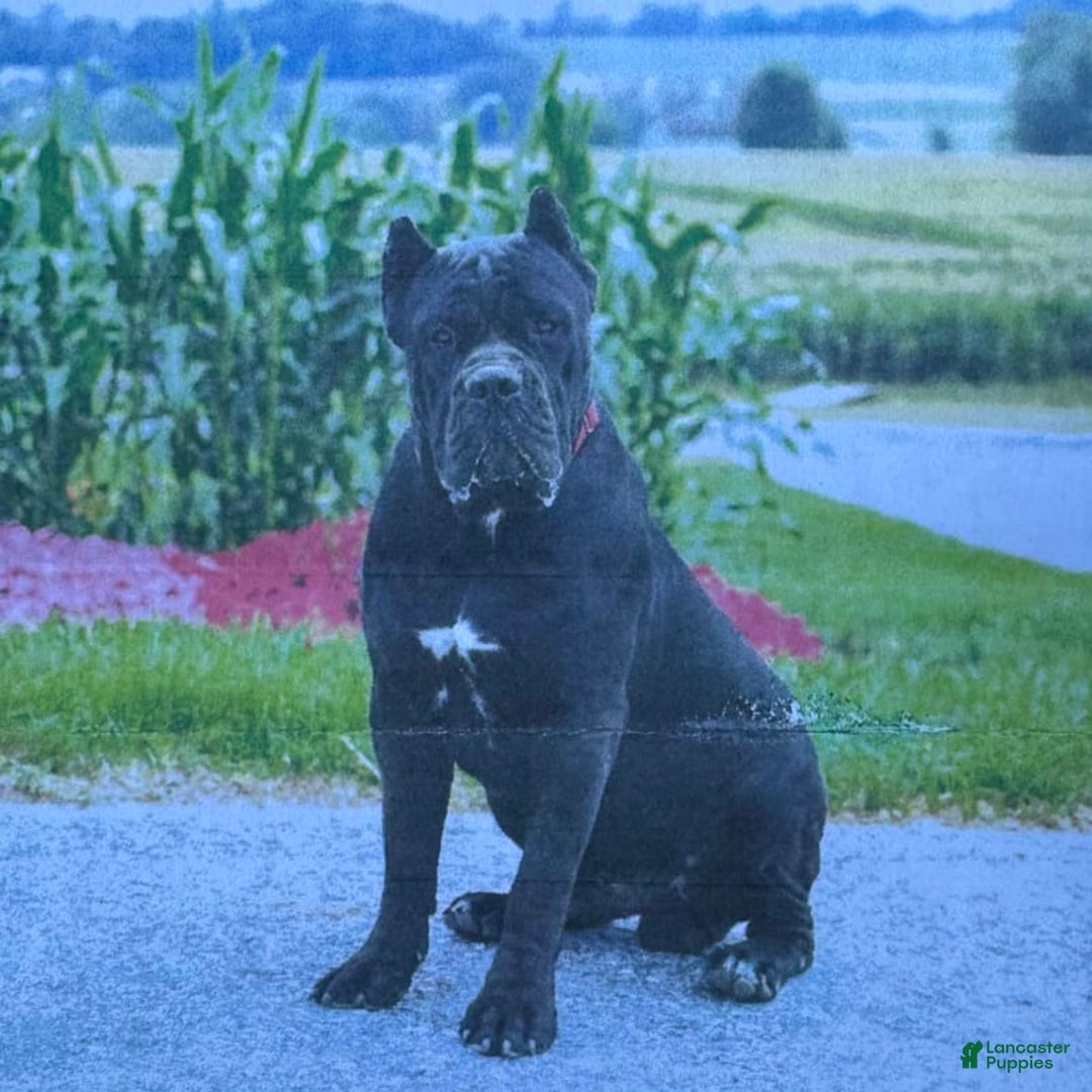 Cane Corso dogs for sale: Rebecca - Image 6