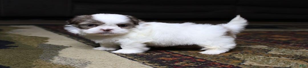 Gizmo