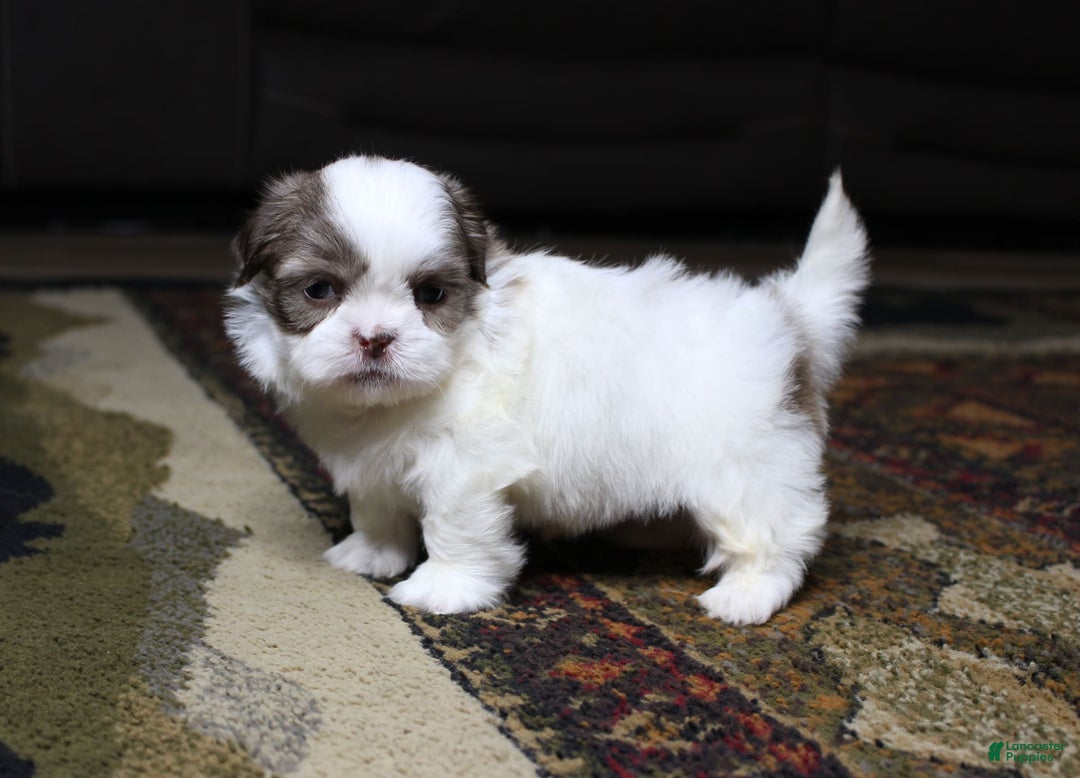 Shih Tzu dogs for sale: Gizmo - Image 2