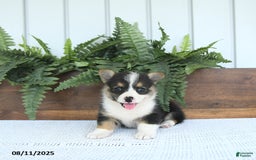 Welsh Corgi Pembroke dogs for sale: Miley - Image 2