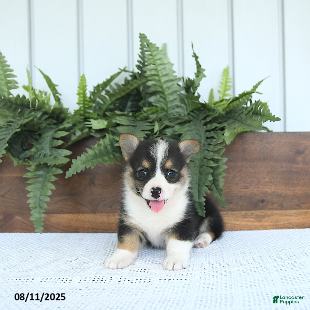 Welsh Corgi Pembroke dogs for sale: Miley - Image 2