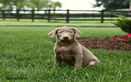 Labrador Retriever dogs for sale: Phoenix - Image 3