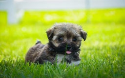 Havanese dogs for sale: Spice - Image 5