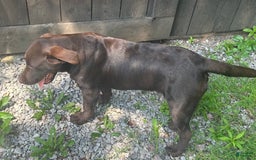 Labrador Retriever dogs for sale: Sadie - Image 6