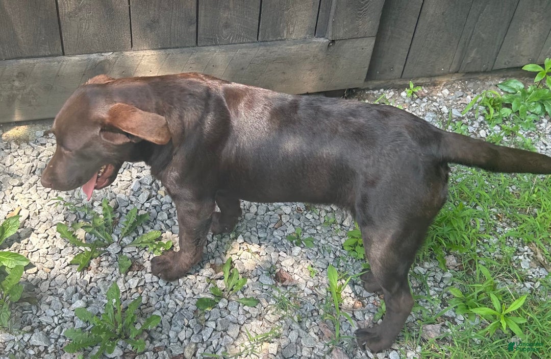 Labrador Retriever dogs for sale: Sadie - Image 6