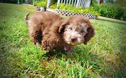 Havapoo dogs for sale: Harmony - Image 7
