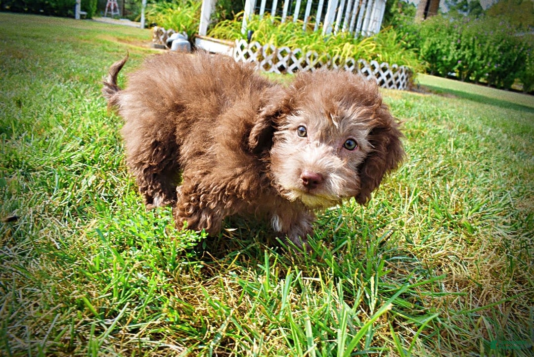 Havapoo dogs for sale: Harmony - Image 7