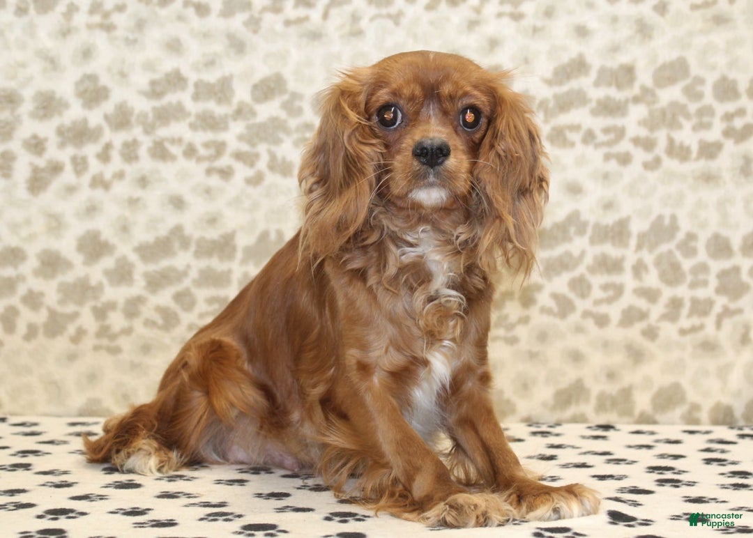 Cavapoo dogs for sale: Skip - Image 9