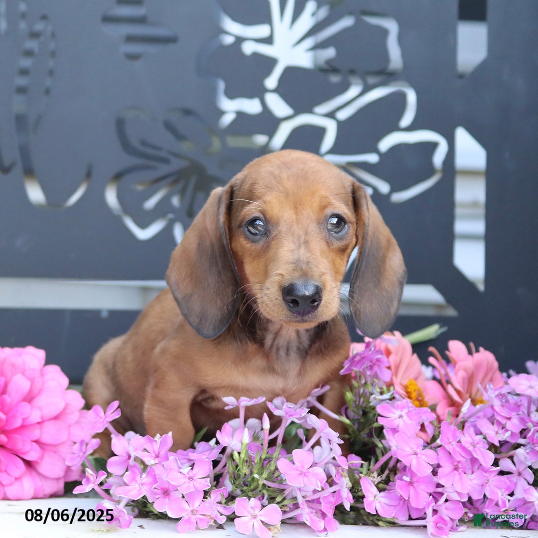 Miniature Dachshund dogs for sale: Peanut - Image 3