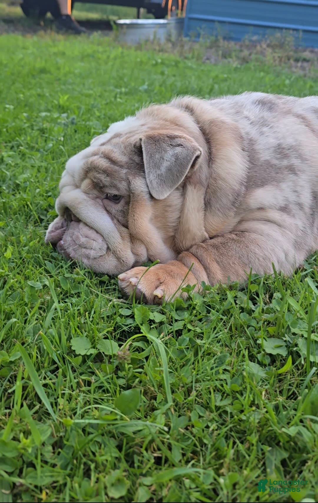 English Bulldog dogs for sale: Rj - Image 6