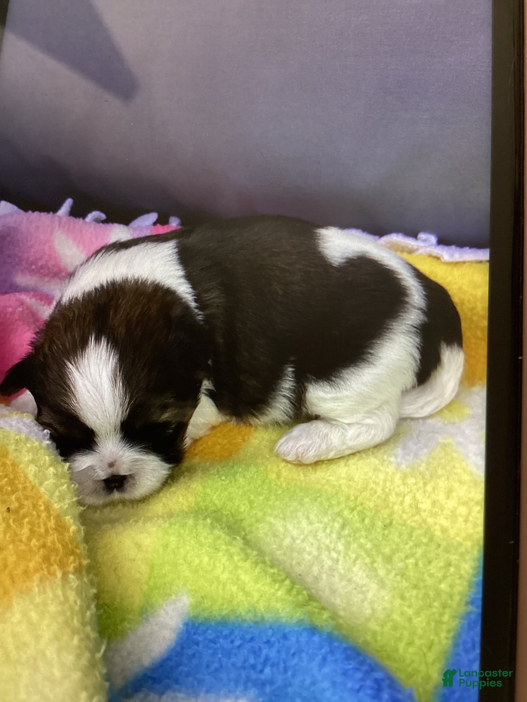 Shih Tzu dogs for sale: Lexi - Image 2