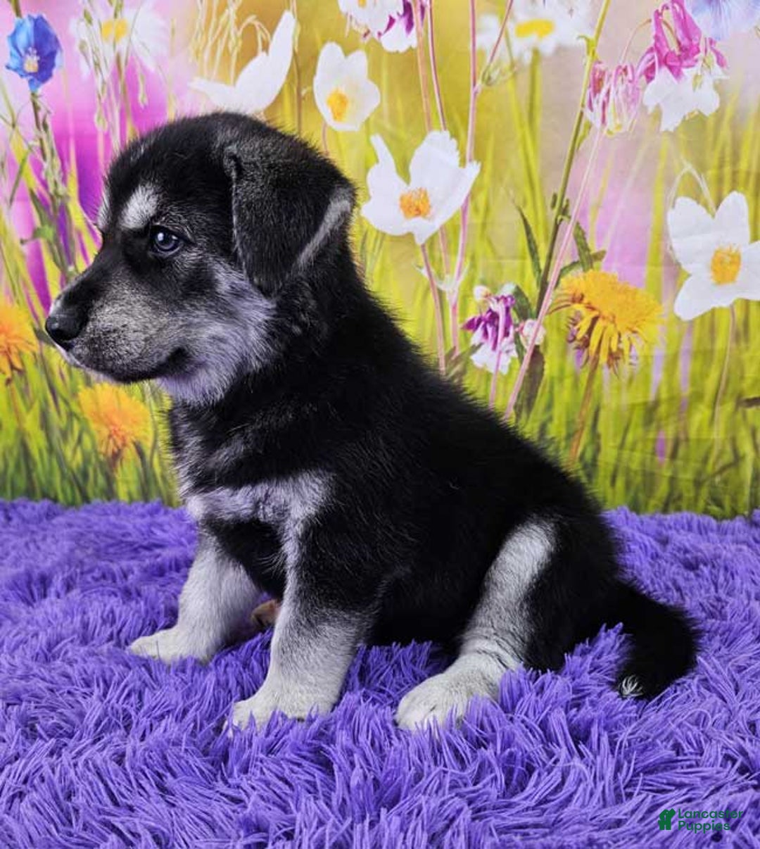 Goberian dogs for sale: Indie - Image 5