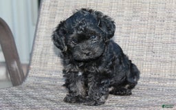 Yorkiepoo dogs for sale: Riley - Listing for pets: Riley, Roxy - Image 4