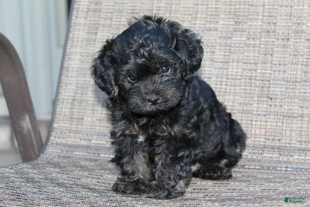 Yorkiepoo dogs for sale: Riley - Listing for pets: Riley, Roxy - Image 4