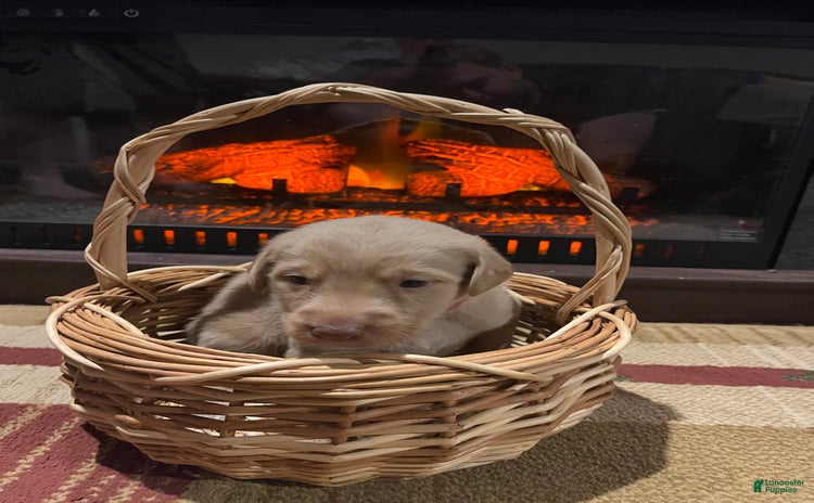 Labradoodle dogs for sale - Ad 5