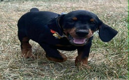 Doberman Pinscher dogs for sale: ZOEY - Image 1