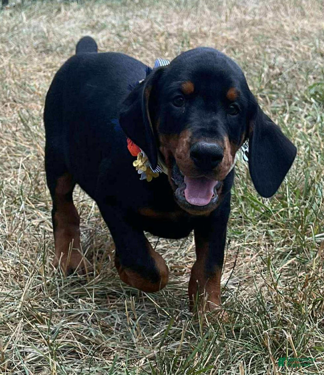 Doberman Pinscher dogs for sale: ZOEY - Image 1