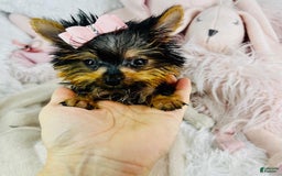 Yorkshire Terrier dogs for sale: Juliet - Image 2