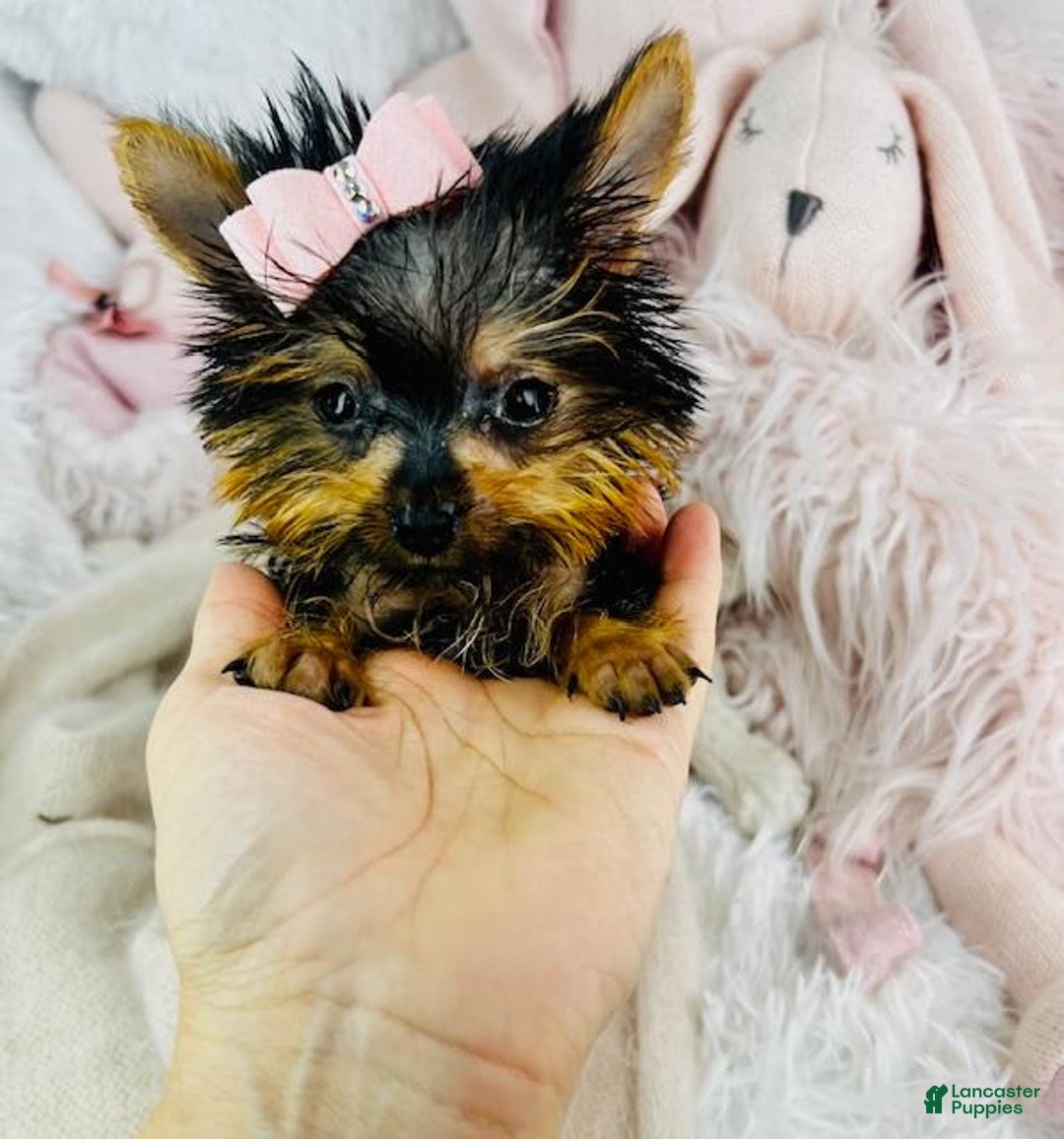 Yorkshire Terrier dogs for sale: Juliet - Image 2