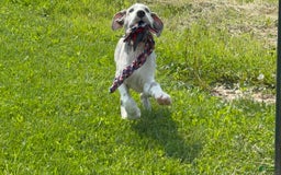 Great Dane dogs for sale: Heather - Image 13