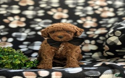 Miniature Poodle dogs for sale: Kollin - Image 5