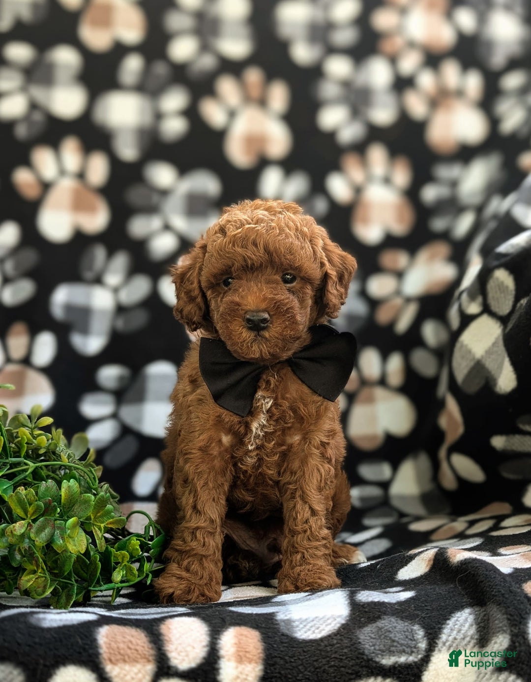 Miniature Poodle dogs for sale: Kollin - Image 5