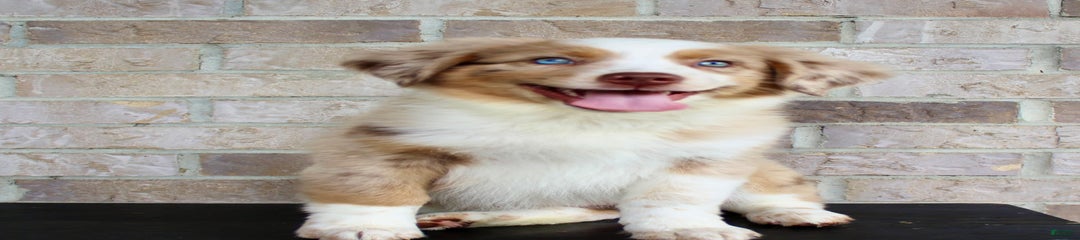 Biscuit