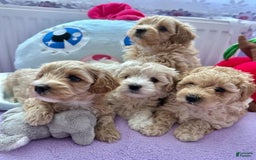 Maltipoo dogs for sale: Carl - Image 2