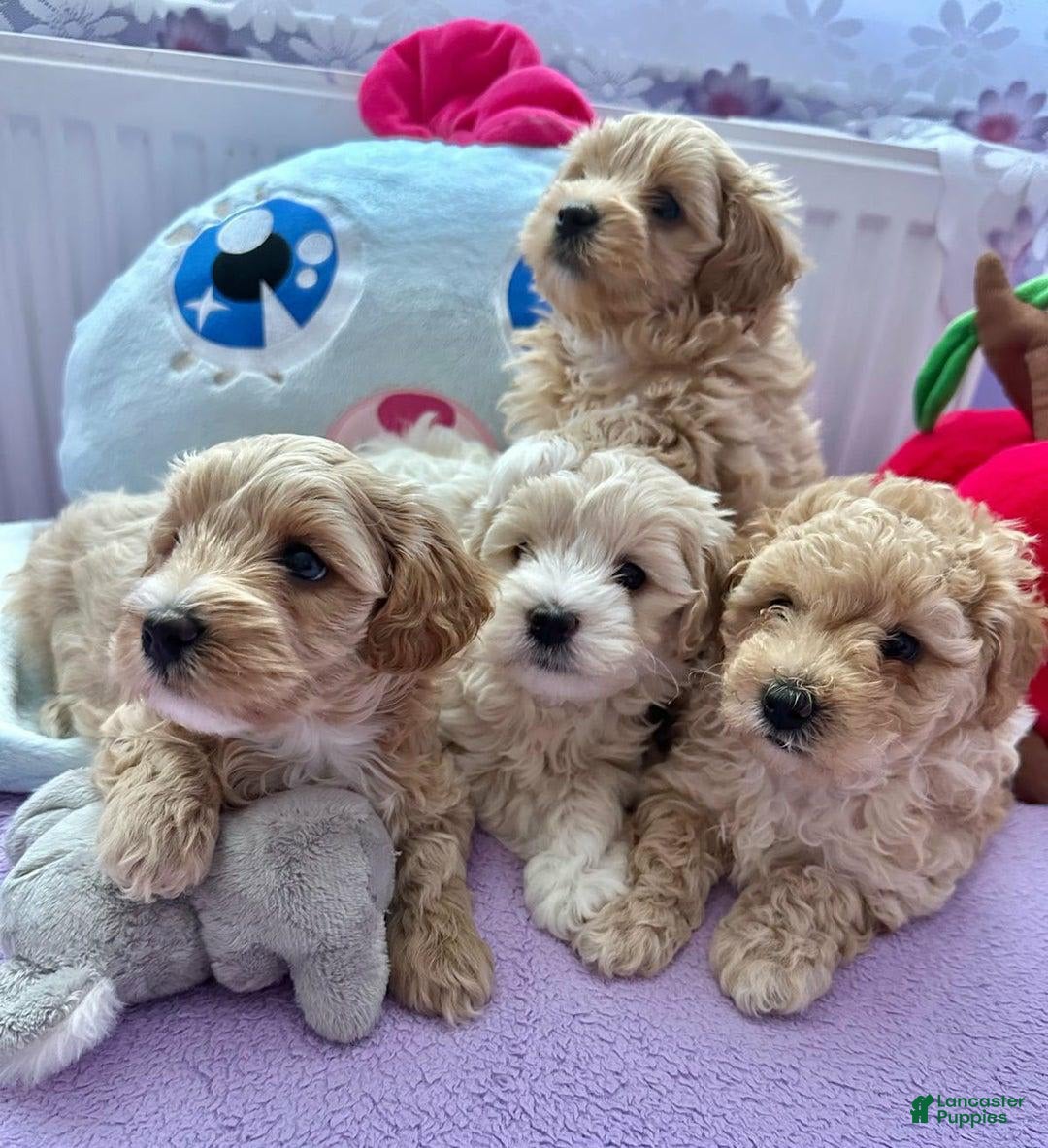 Maltipoo dogs for sale: Carl - Image 2