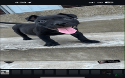 American Bully dogs for sale: Khaos - Image 5