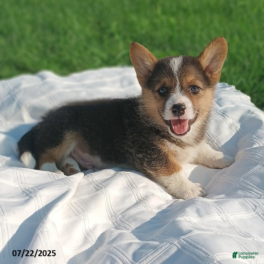 Welsh Corgi Pembroke dogs for sale: Riley - Image 1