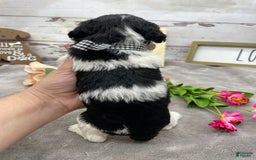Miniature Poodle dogs for sale: Tobias - Image 2