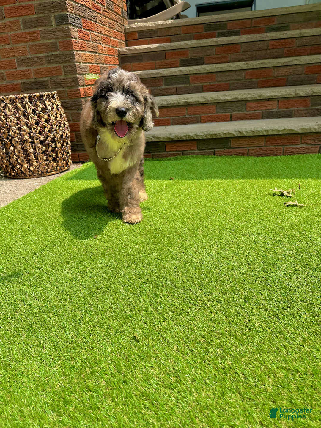 Goldendoodle dogs for sale: Zack - Image 4