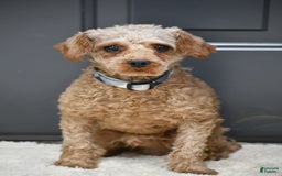 Cavapoo dogs for sale: Biscuit - Image 17