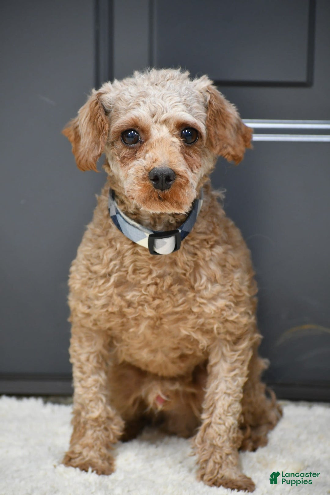 Cavapoo dogs for sale: Biscuit - Image 17