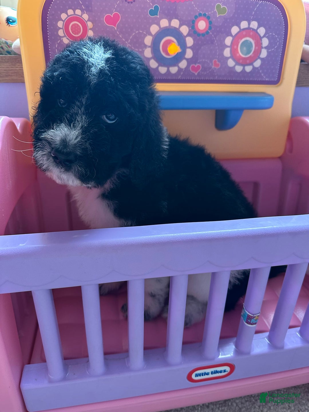 Aussiedoodle dogs for sale: Aussiedoodle 7 puppies - Image 13