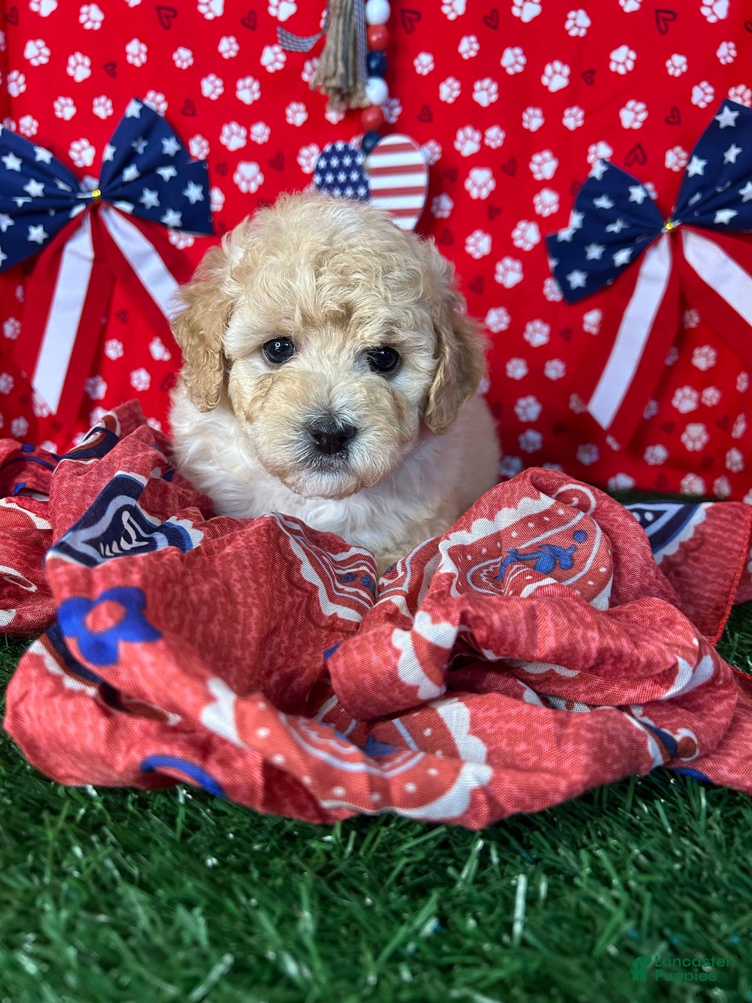 Miniature Poodle dogs for sale: Rosy - Image 5