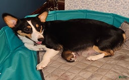 Welsh Corgi Pembroke dogs for sale: Cleopatra - Image 1