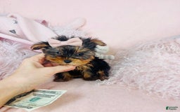 Yorkshire Terrier dogs for sale: Maggie - Image 2