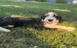 Bernedoodle dogs for sale: Sadie - Image 4