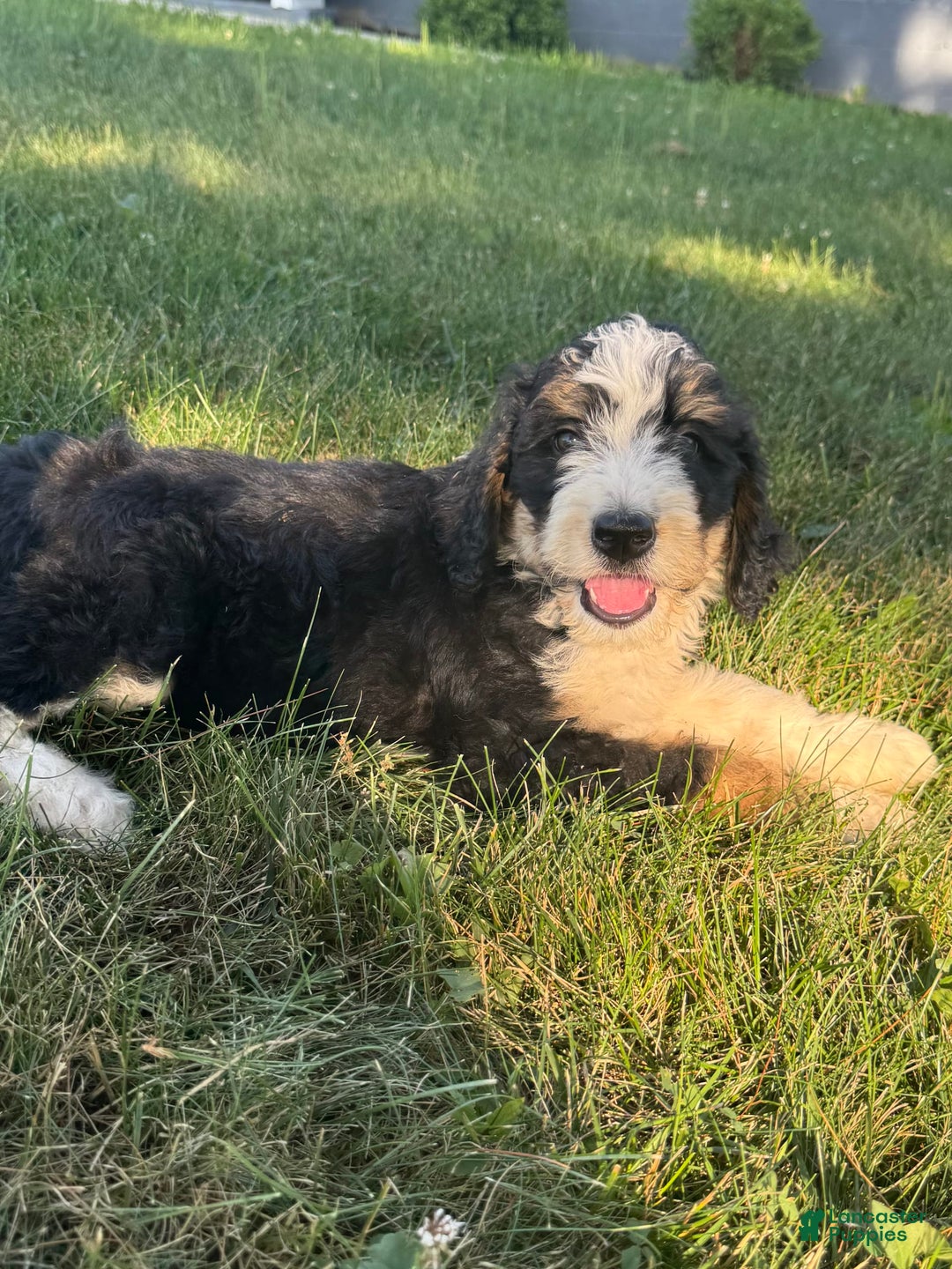 Bernedoodle dogs for sale: Sadie - Image 4