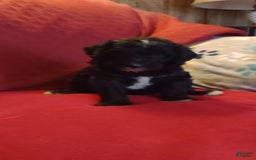 Standard Poodle dogs for sale: Angus - Image 1