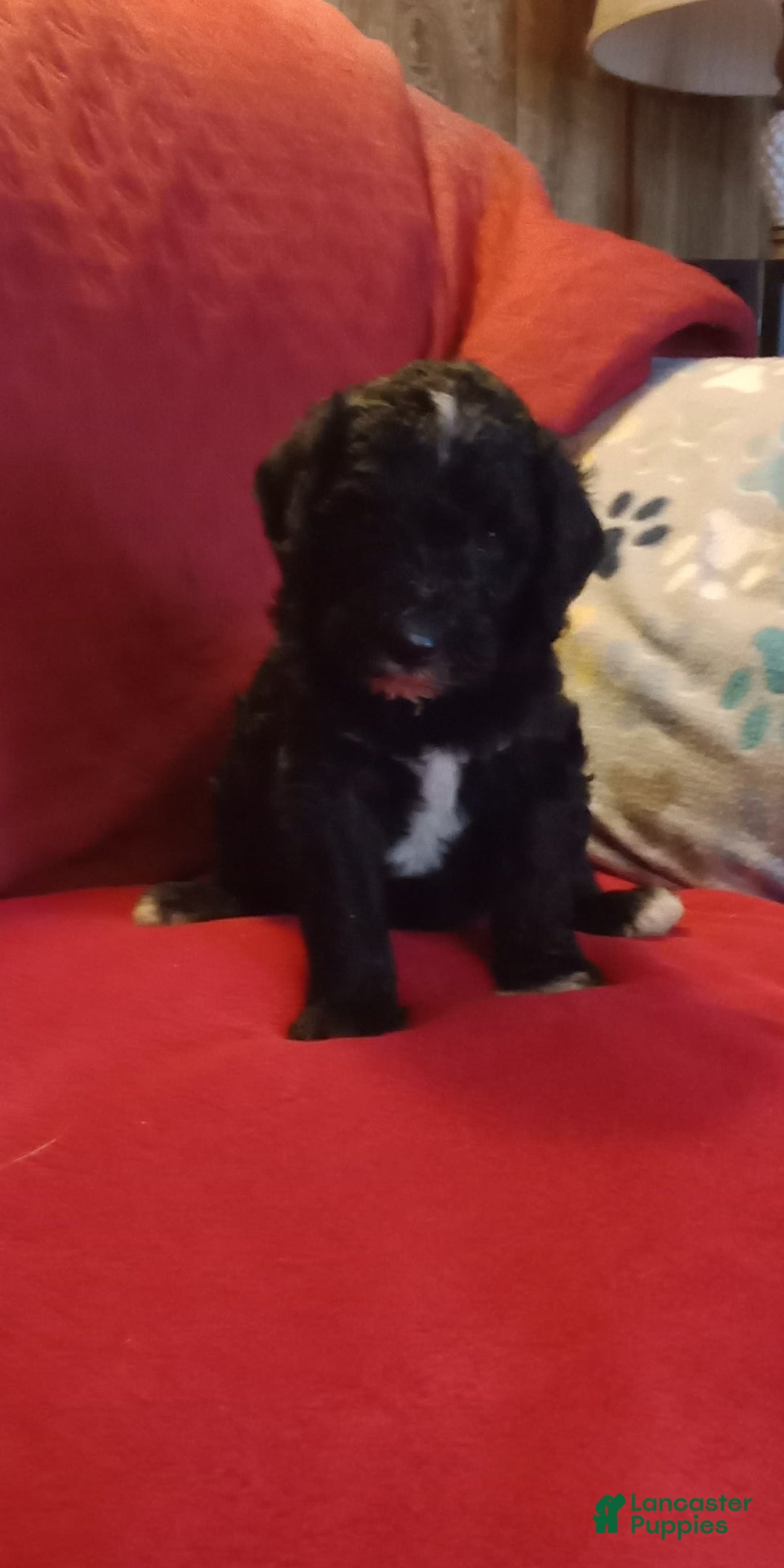 Standard Poodle dogs for sale: Angus - Image 1