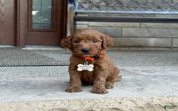 Goldendoodle dogs for sale: Penny - Image 2